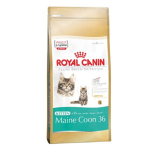 royal-canin-kitten-maine-coon-36